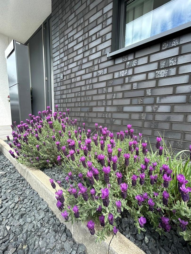 Eingangsbereich mit Lavendel