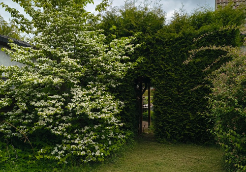 Garten 5