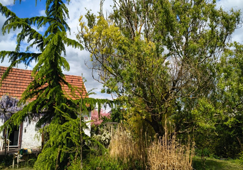 Garten 1