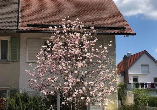 Schöne Magnolie vor dem Haus