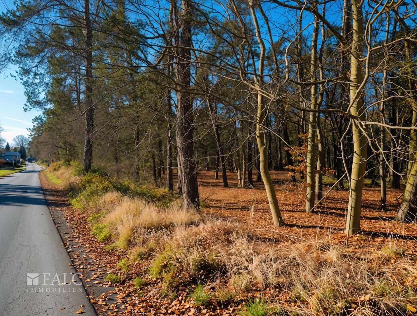 Am Waldrand II