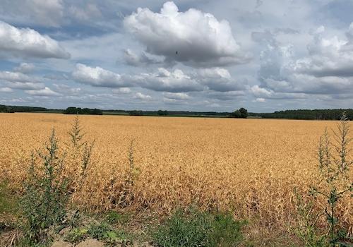 Ausblick
