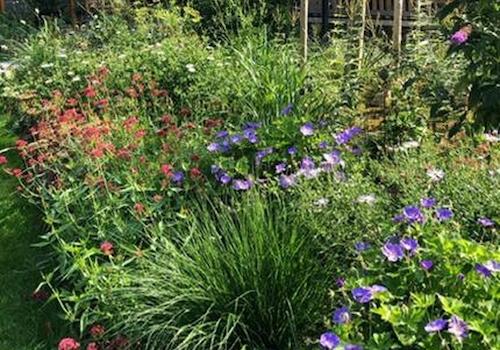 Staudenpracht im Garten