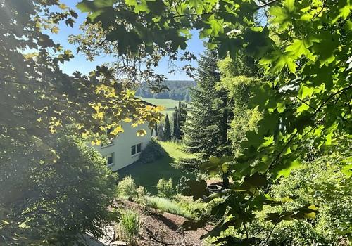 Lieblingsplatz im Wald