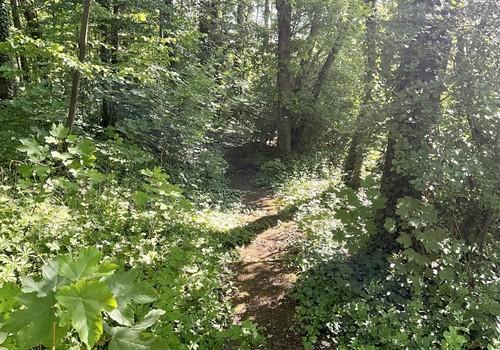Wanderweg im Wald
