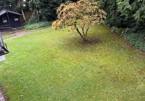Garten Blick vom Wohnzimmer