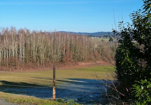 Wald direkt am Haus