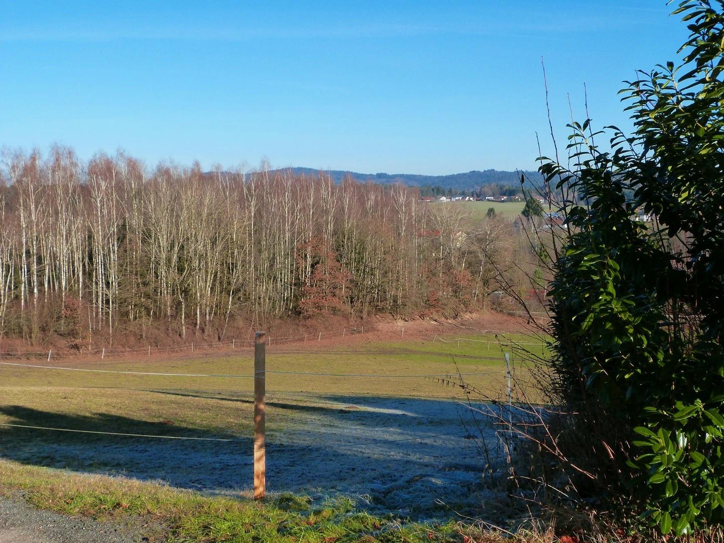 Wald direkt am Haus