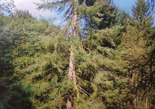 Gartenhaus Wald 