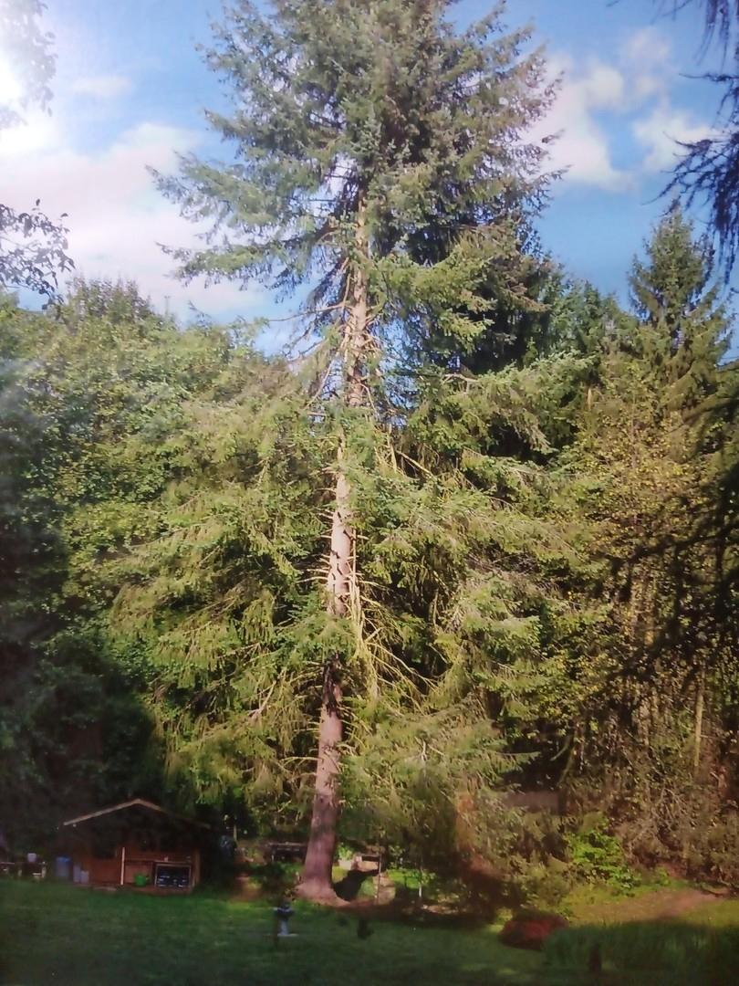 Gartenhaus Wald 