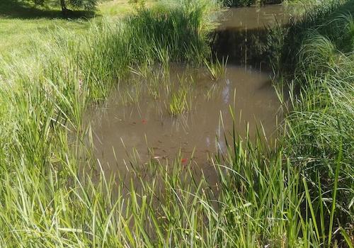 Teich Wald 