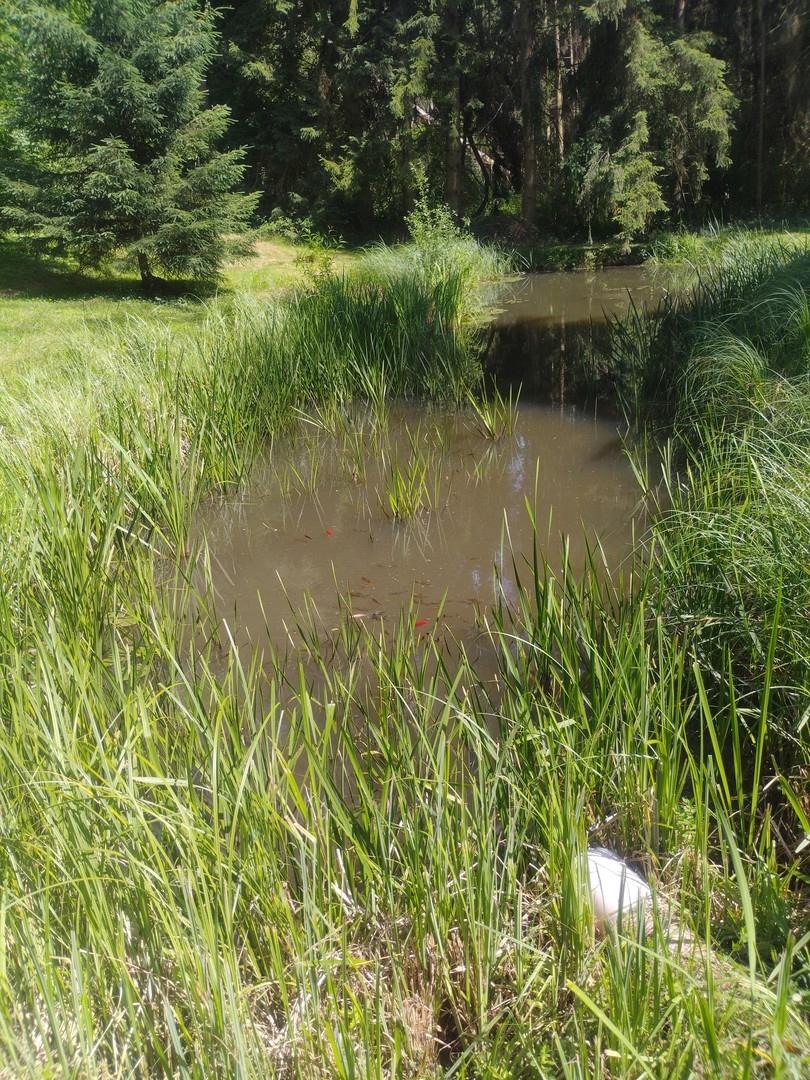 Teich Wald 