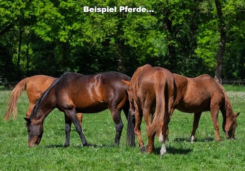 Beispiel Pferde...