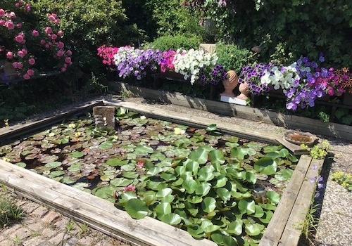 Teich im Sommer