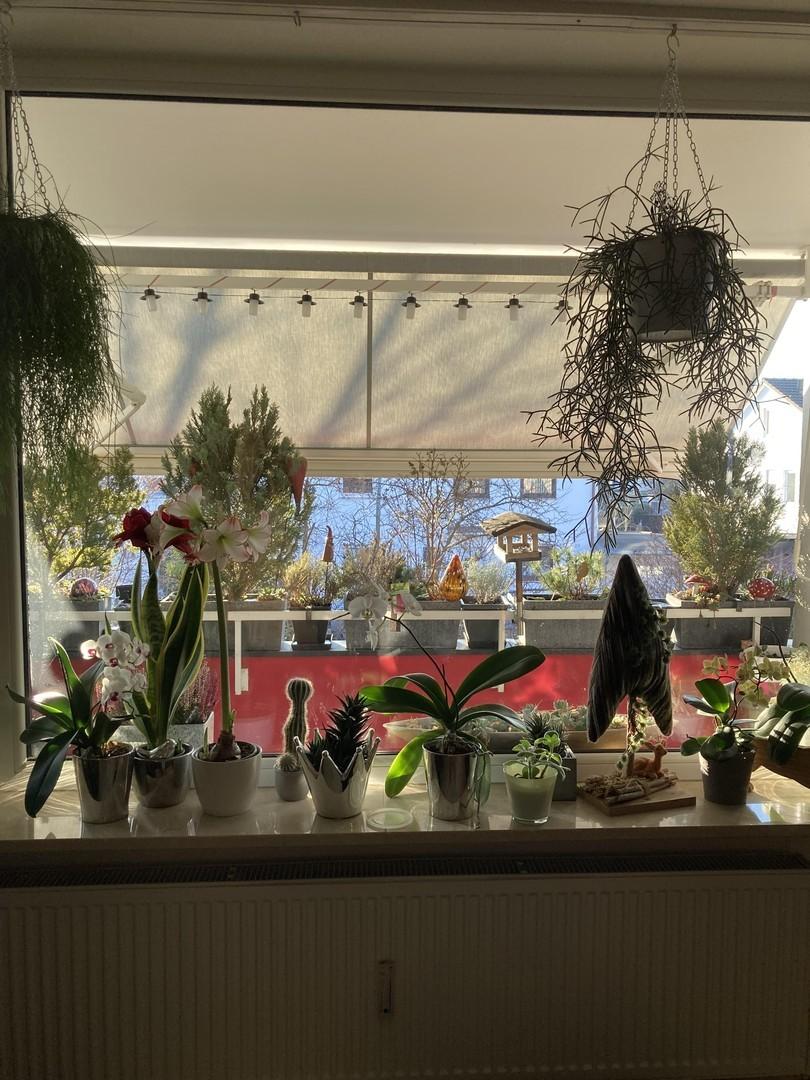 Blick aus Wohnzimmer
