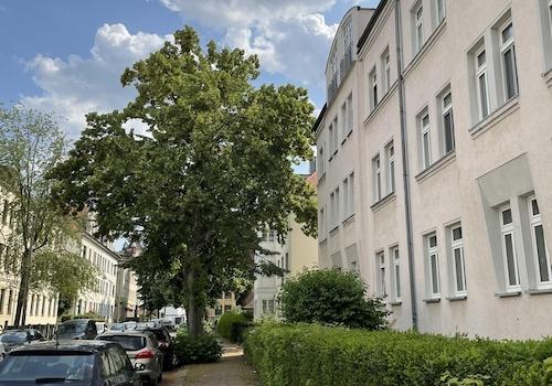 grüne ruhige Seitenstraße