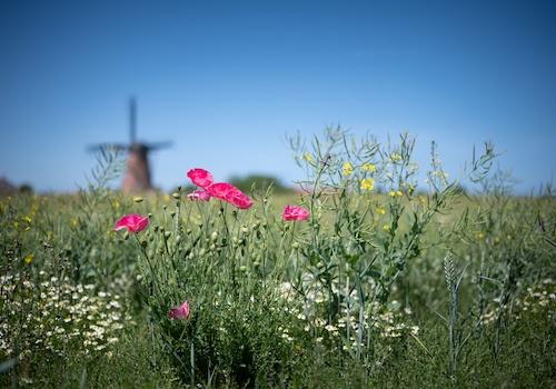 Ferienhaus-Zeeland-kaufen-jpg.008