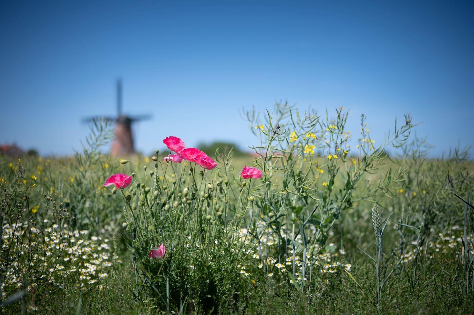 Ferienhaus-Zeeland-kaufen-jpg.008