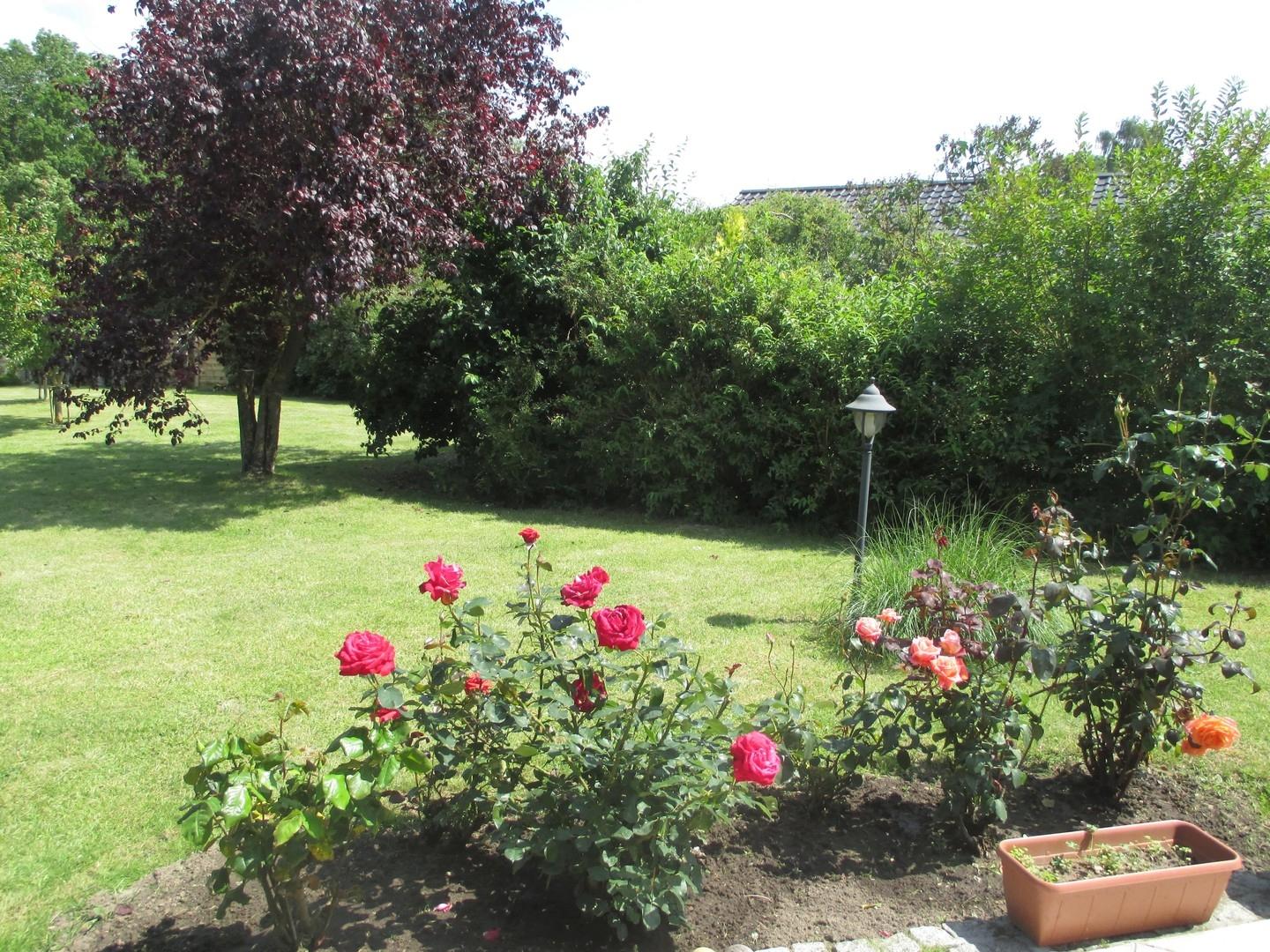 Blick in den Garten