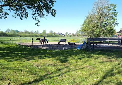 Paddock und Hausweide