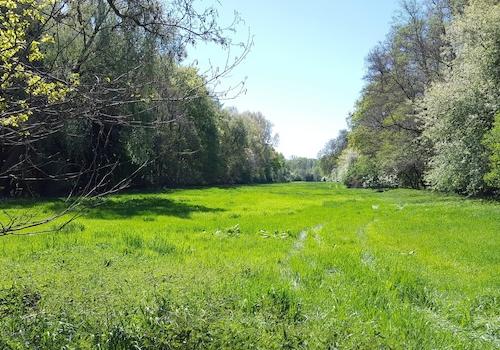 Große Waldwiese