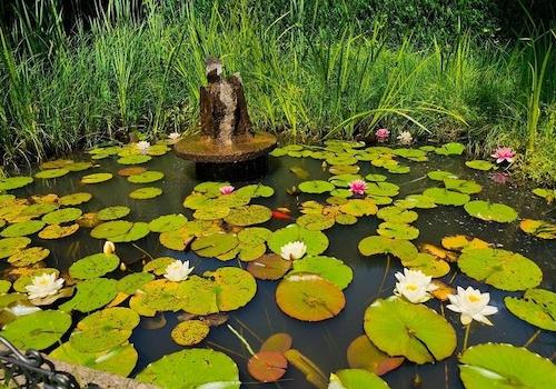 Gartenteich