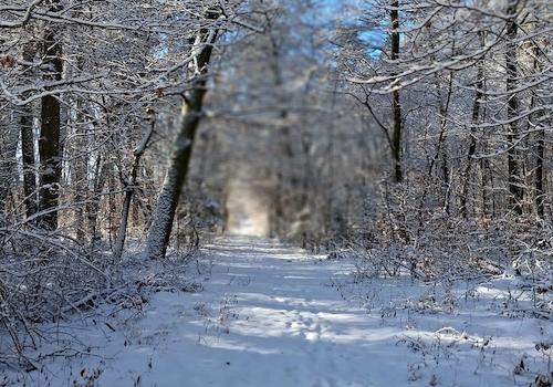 Direkt von zuhause in den Wald