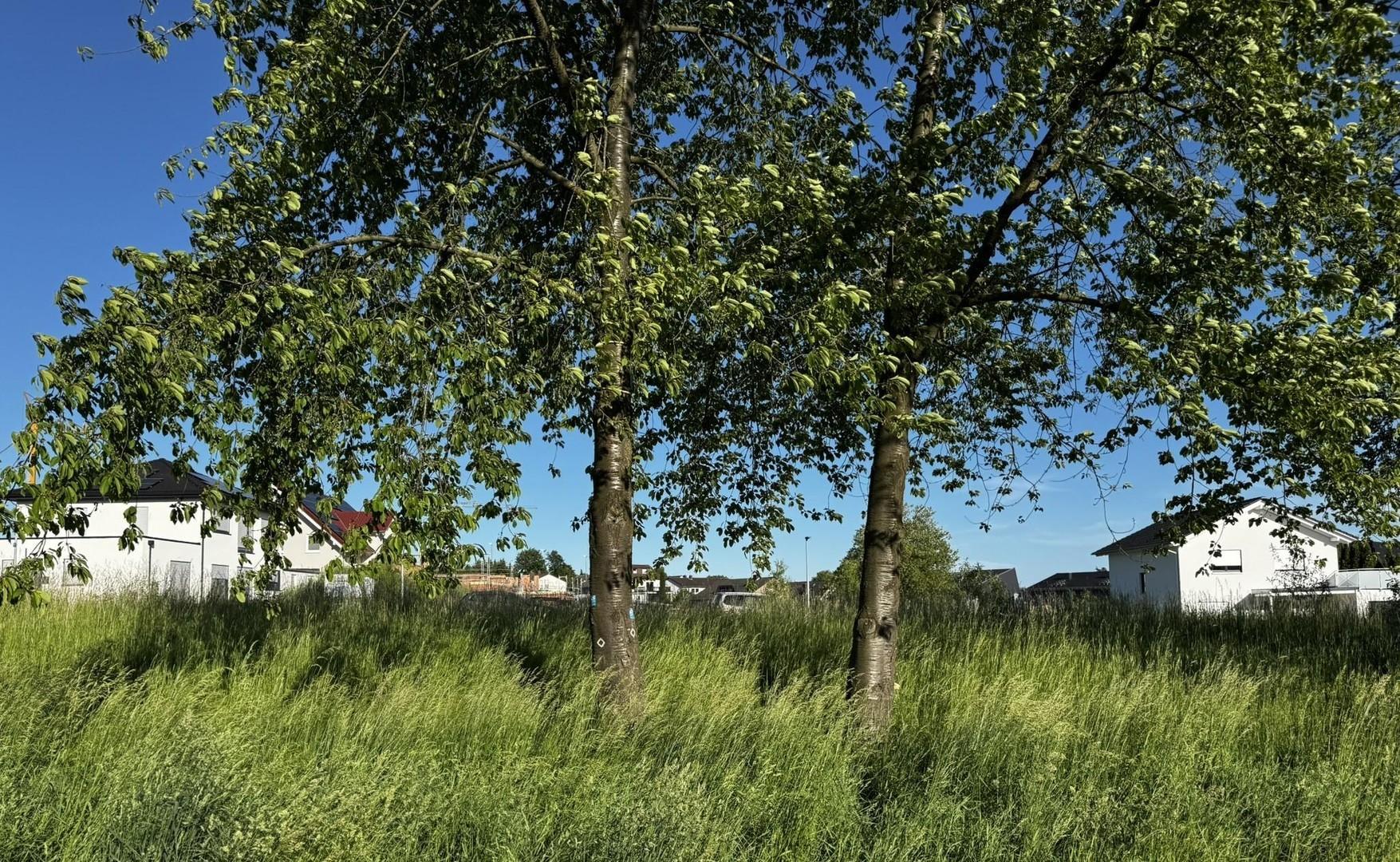 Westansicht