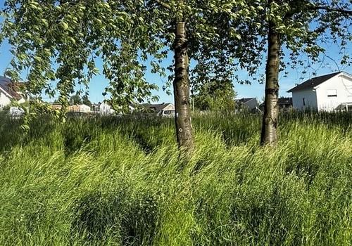 Westansicht