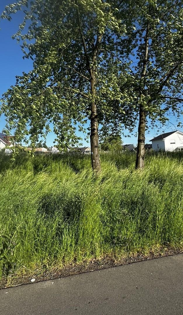 Westansicht