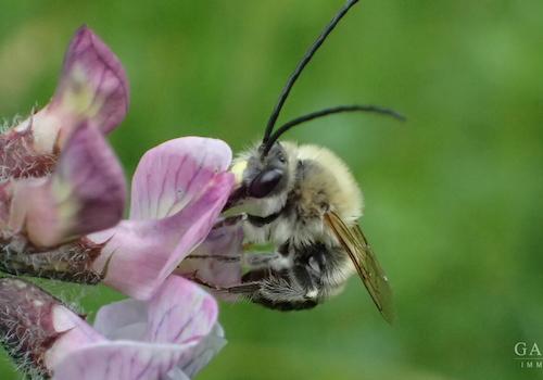 11 Seltene Wildbienen