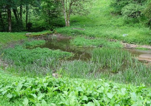 Weiher B1
