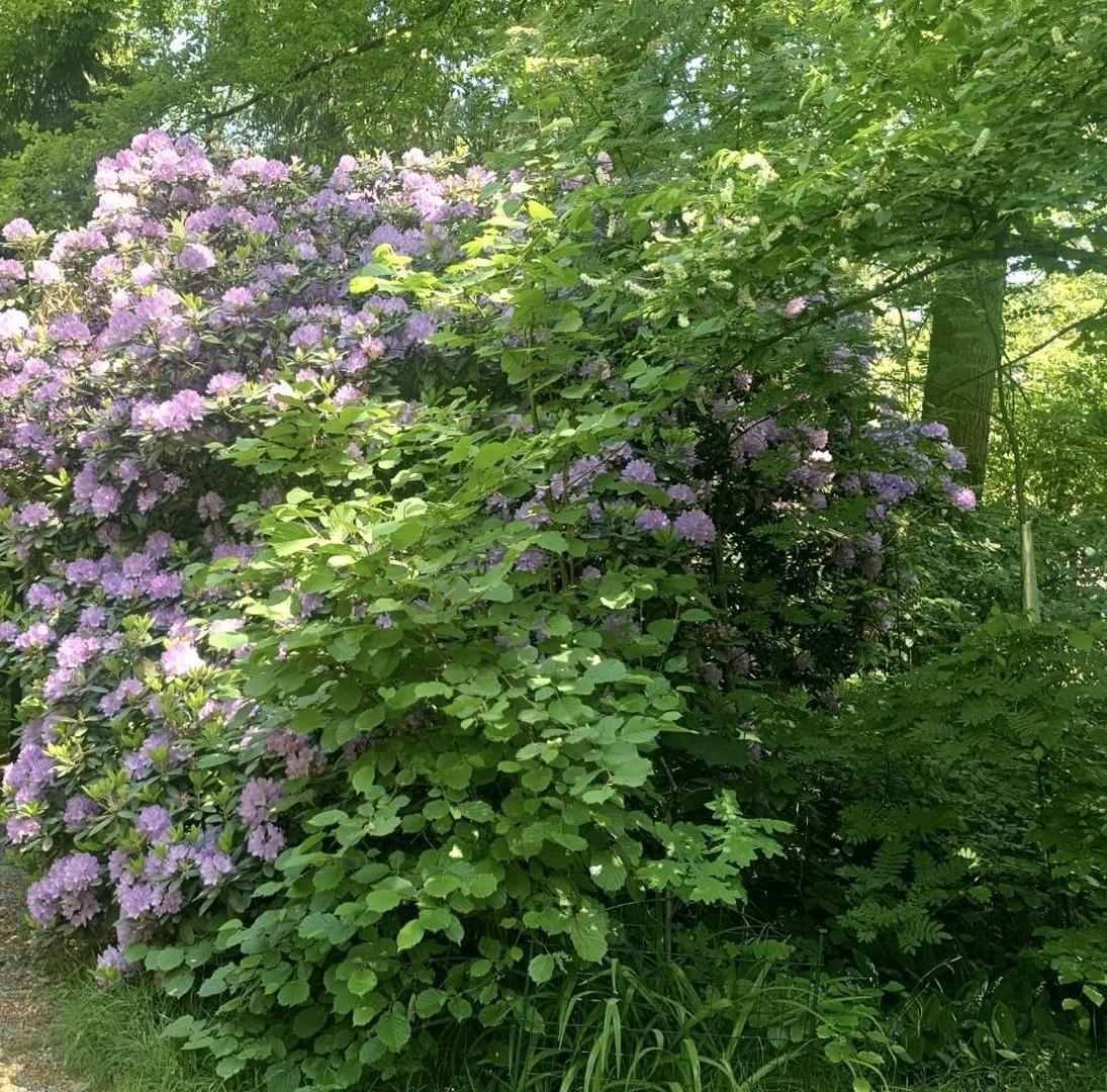 Blütenpracht 