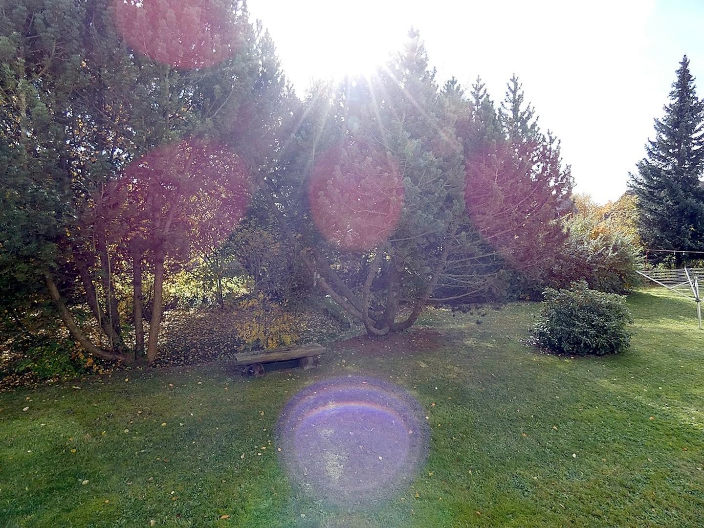 Blick in Garten