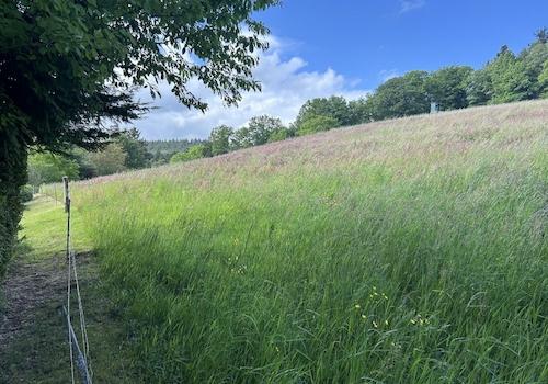 Große Wiese direkt oberhalb