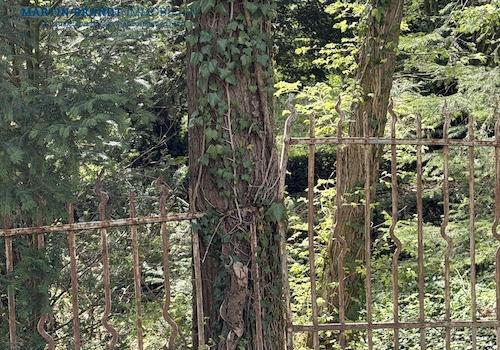 der alte Zaun...