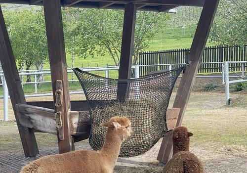 Heuraufe, hinten der Round Pen