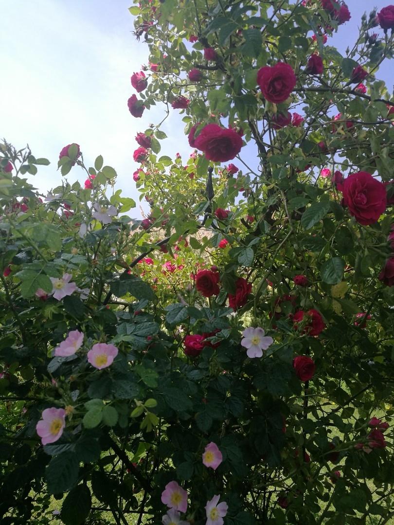 Rosen im Garten