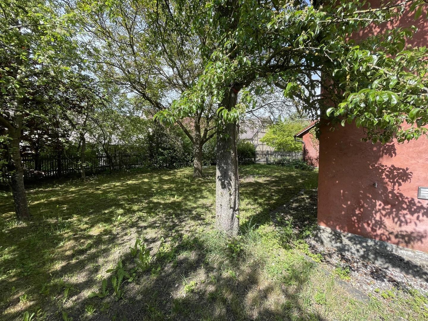 Blick zum alten Birnbaum