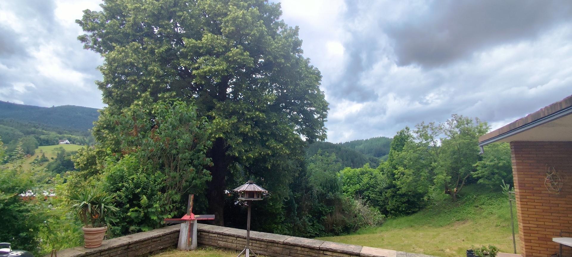 Blick vom Freisitz