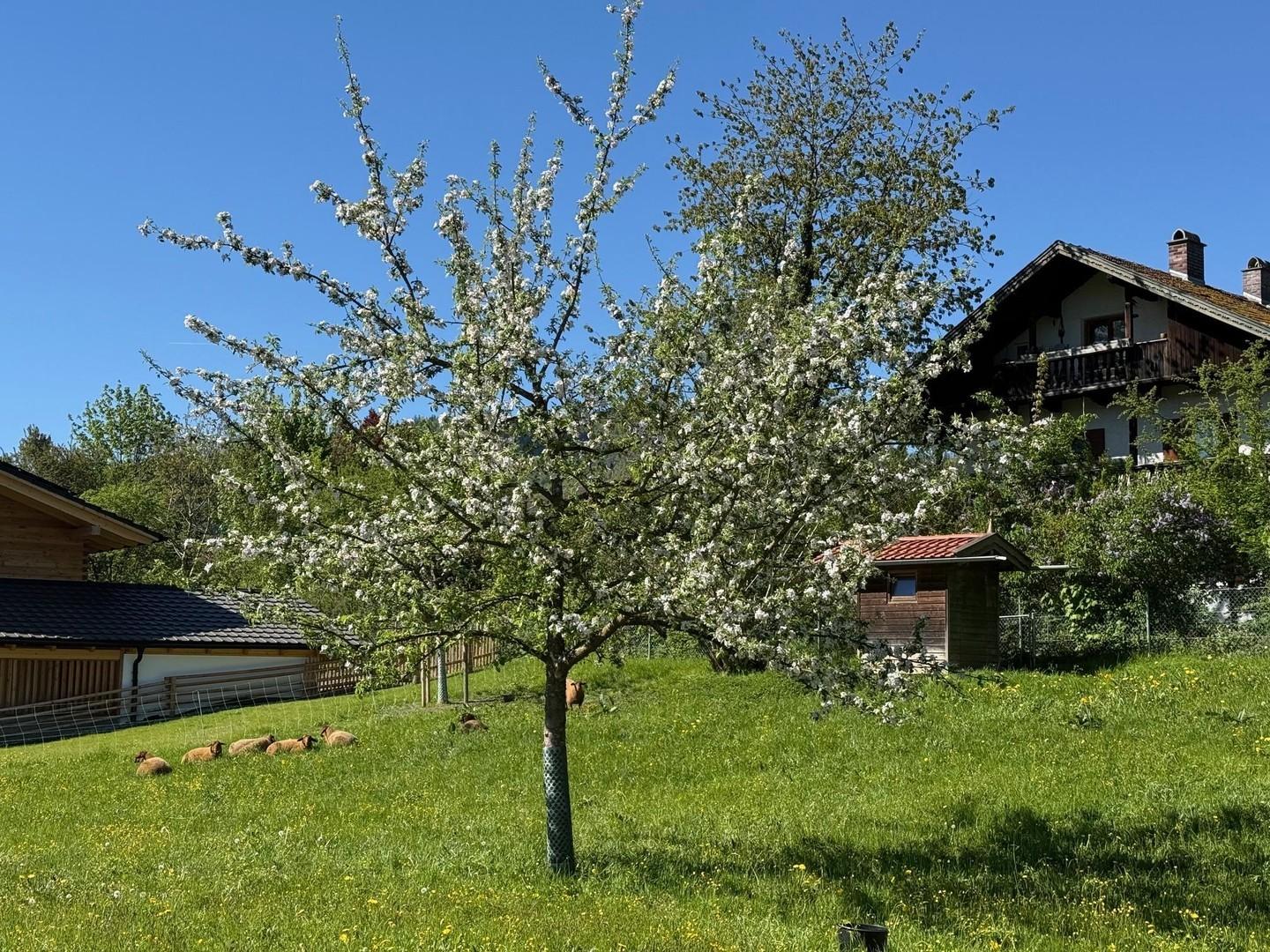 Idylle  1 Gehminute entfernt 