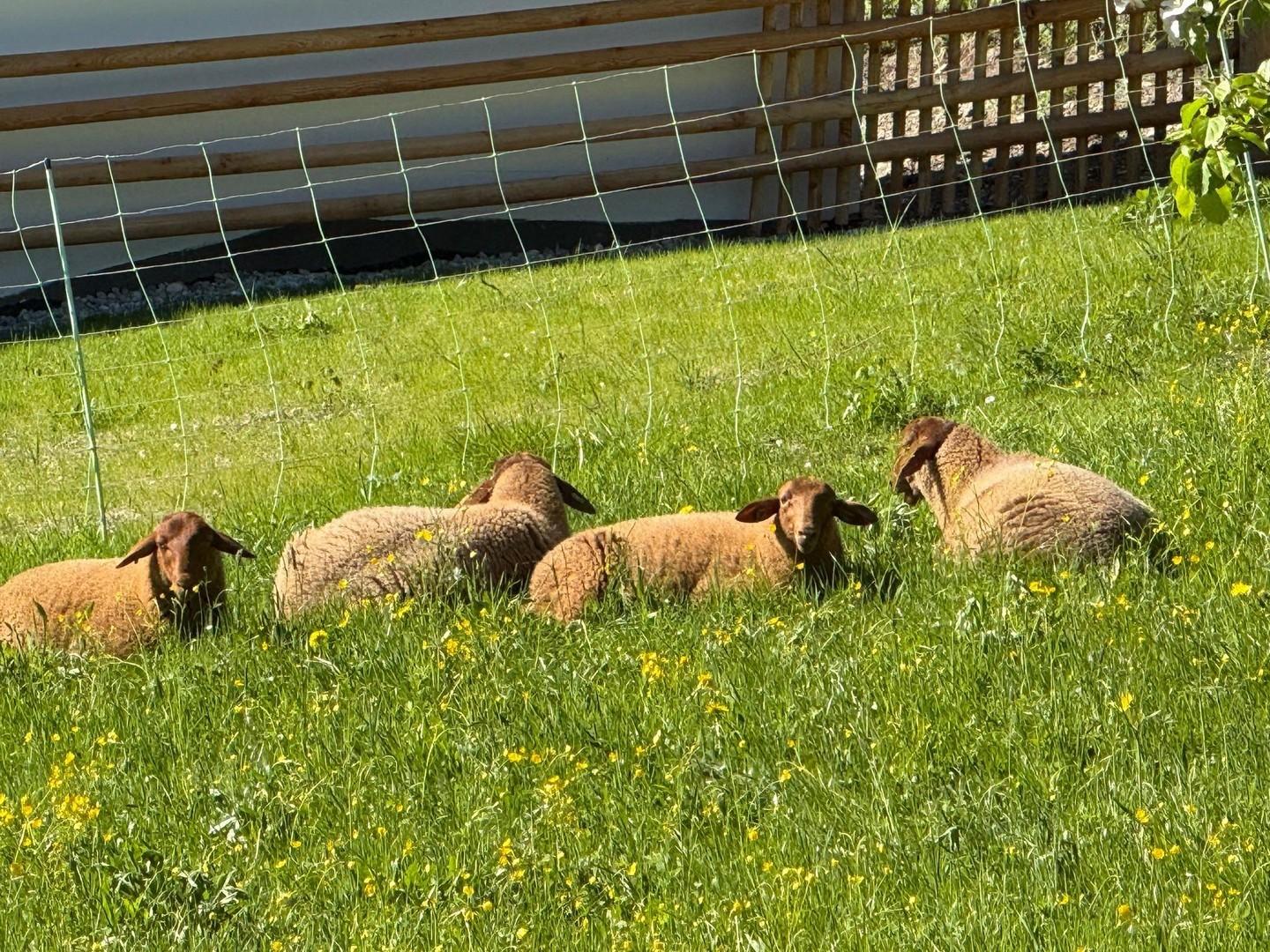Idylle  1 Gehminute entfernt 