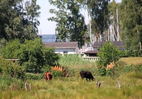 Mönkebude  -Idylle im Fischerdorf