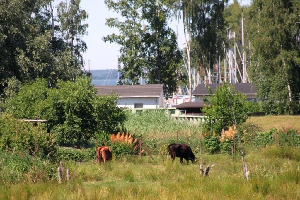 Mönkebude  -Idylle im Fischerdorf
