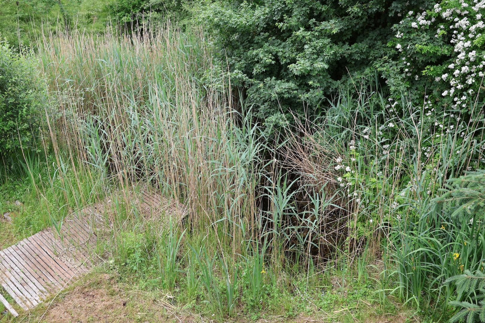 Blickauf den Teich
