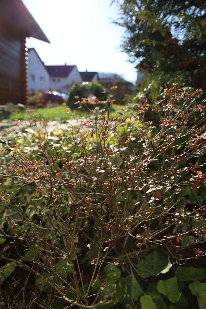 Naturgarten