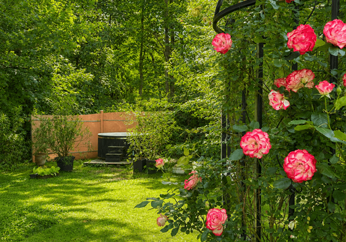 Blühende Rosen im Gartenparadies