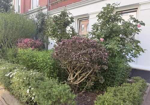 Gepflegter Vorgarten
