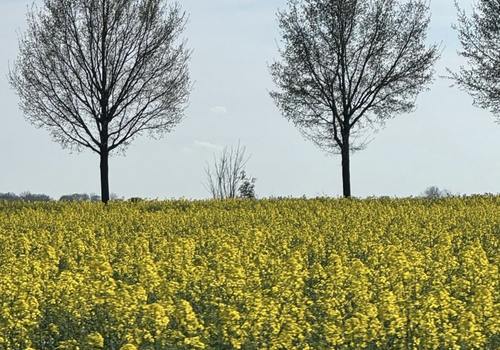 Landschaft um Linum