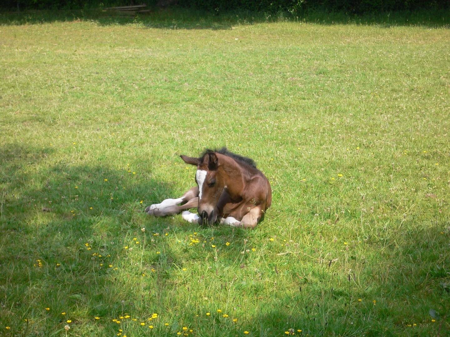Gartenaussicht auf Weide